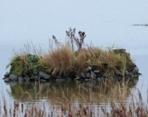 Syksyllä kuvattu kiviaineksesta rakennettu pesimäkari, jonka päällä kasvillisuutta. 