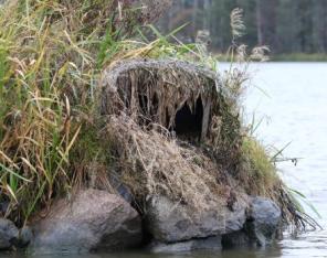 Heinällä naamioitu pesimälaatikko pesimäkarin päällä.