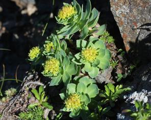Rhodiola rosea vuorilla Japanissa.
