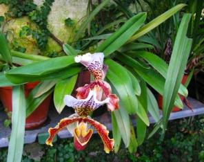 Paphiopedilum-orkidea kuuluu luonnosta kerättynä CITES-lajeihin.