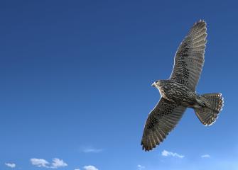 Tunturihaukka lentää sinistä taivasta vasten
