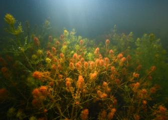 Vihreitä ja oransseja vesikasveja merenpohjassa. 