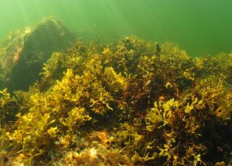 Vedenalainen kuva rakkohaurukasvustosta.