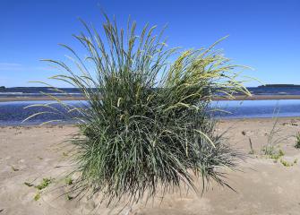 En ensam stor höstack på en sandstrand, med havet i bakgrunden.