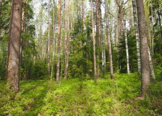 Vanhat metsät ovat yksi tärkeä suojelukohde. 