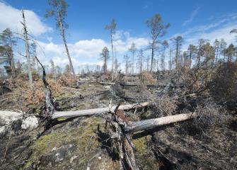 Ennallistettua metsää