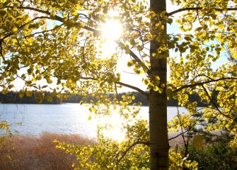 Autumn view over a lake, Sun is shining through yellow leaves.