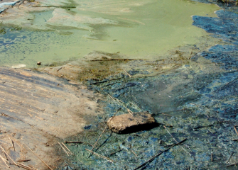 Sinilevää Laajasalon rannassa.