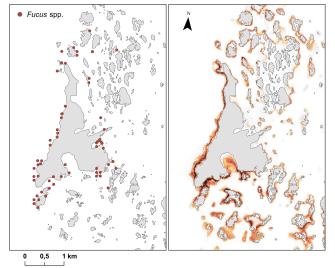  A set of two maps, the left one showing dots where Fucus has been found, and the right one showing with shades of brown where it is probable that Fucus would occur. The probability of occurence and actual occurence overlap in many places but not entirely.