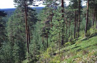 Bild på åssluttningen.