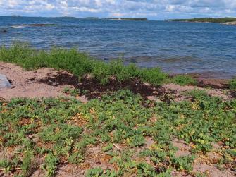 Kuva hiekkarannasta.