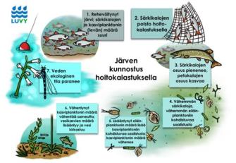 Järven kunnostus hoitokalastamalla 1. Rehevöitynyt järvi; särkikalojen ja kasviplanktonin määrä suuri. 2. Särkikalojen poisto kalastamalla. 3. Särkikalojen osuus pienenee, petokalojen kasvaa. 4. Vähemmän särkikaloja, vähemmän eläinplanktoniin kohdistuvaa saalistusta. 5. Lisääntynyt eläinplanktonin määrä lisää kasviplanktoniin kohdistuvaa saalistusta; kasviplankton vähenee. 6. Vähentynyt kasviplanktonin määrä vähentää sameutta; vesikasvien määrä lisääntyy, vesi kirkastuu. 7. Veden ekologinen tila paranee.