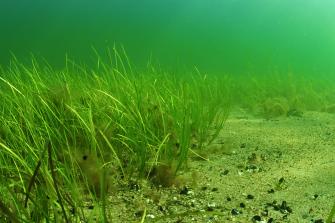 Vedenalaiskuva hiekkapohjalta, jossa heinämäistä kasvustoa.