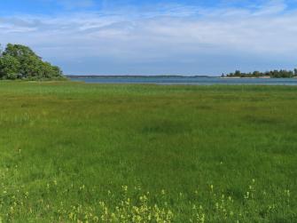 Kuva merenrantaniityltä.