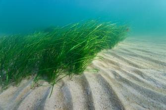 Kuva hiekkapohjalla kasvavasta meriajokasniitystä.