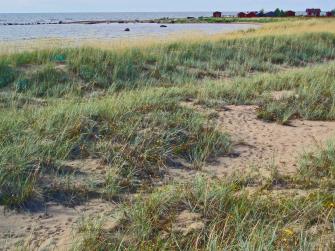 Kuva kumpuilevasta, heinäisestä dyynialueesta meren rannalla.