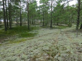 Kuva kumpuilevasta, jäkäläisestä ja mäntyä kasvavasta dyynialueesta.