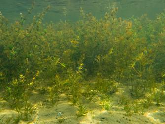 Kuva vedenalaisesta näkinpartaisniitystä.