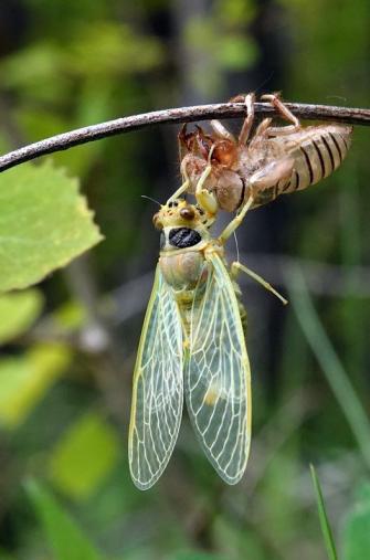 Bergcikada (Cicadetta montana).