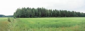 Peltoa ja metsää