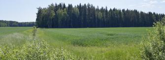Peltoa ja metsää