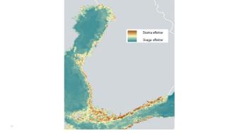 Karta över Östersjön, i vilken den röda färgen nära kusten illustrerar de starka kumulativa effekterna av olika tryck. Längre från kusten ändras färgen via gult till turkos då intensiteten av de kumulativa effekterna minskar.