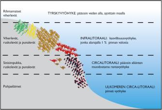 Kuva, jossa kerrotaan eri syvyysvyöhykkeistä. Tyrskyvyöhyke on lähellä pintaa ja siellä kasvaa rihmamaisia viherleviä. Sen alapuolella on infralitoraalii, jossa kasvaa viher-, rusko- ja punaleviä. Circalitoraali on pääosin eläinten muodostama rantavyöhyke. Ulkomeren circalitoraali on syvä ja pimeä vyöhyke, jossa elää pohjaelämimiä. Muu sisältö on selitetty tekstissä.