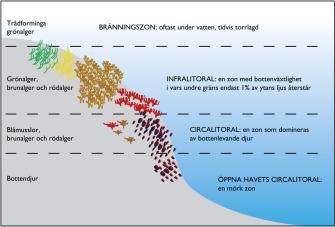 En figur som visar de olika djupzonerna. Bränningszonen ligger nära ytan och där växer trådformiga grönalger. Nedanför den, i den infralitorala zonen växer grön-, brun- och rödalger. Cirkalitoralen är en kustzon som huvudsakligen bildas av djur. Öppna havets cirkalitoral är en djup och mörk zon där bottenlevande organismer lever. Övrigt innehåll förklaras i texten.