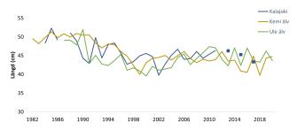 Tre linjer med en nedåtgående trend. Linjerna skildrar minskningen av medellängden hos honor av vandringssik 1982-2020.