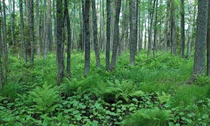 En bild av en frodig klibbalskärr.