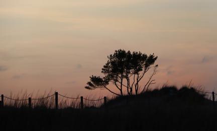 Punertava taivas ja puun tai pensaan siluetti sitä vasten