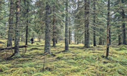 Sammaleista metsää, jossa ihminen kulkemassa.