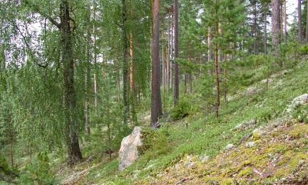 Viettävä männikköinen harjurinne, jossa etualalla paljaita kivennäismaalaikkuja.