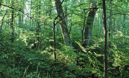 Näkymä lehdosta, jossa jalopuita ja tiheää lehtopensastoa.