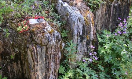 Matala sammaleinen kallioseinämä, jonka kivessä näkyy pitkittäisuurteita.