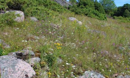 Runsaasti kukkiva ja osittain kivinen ketorinne.