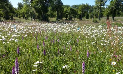 Runsaasti kukkiva niitty, etualalla kämmeköitä.