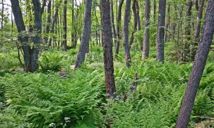 Tervalepikko, jossa suuria saniaisia pohjalla.