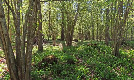 Alkukesän valoisa näkymä pähkinäpensaikkoon.