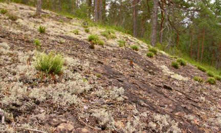 Viettävä avokalliorinne, jossa poronjäkälää ja matalia saniaistuppaita.