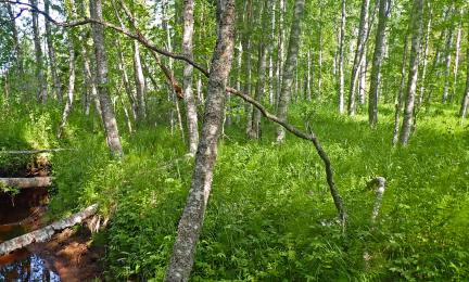 Korkeaa ruohoa ja heinää kasvava koivikko pikkujoen äärellä.