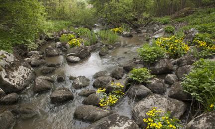 Koski purossa ja kukkivia rentukoita.