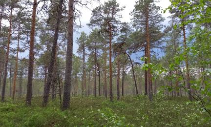 Kuva puustoisesta suosta.