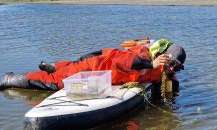 Maastotyöntekijä makaa suppilaudan päällä ja istuttaa matalaan veteen näkinpartaisleviä.