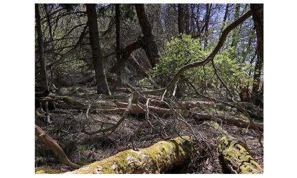Kuvassa keväinen metsä, jossa paljon lahopuuta ja katkenneita runkoja.