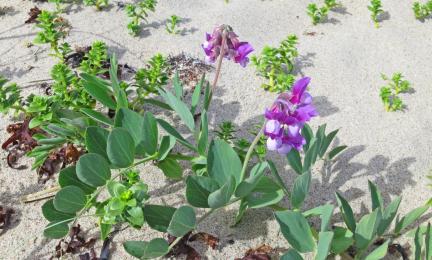 Kukkiva kasvi hiekkarannalla.