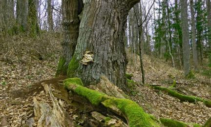 Järeä sammaloitunut ja hajonnut laho maapuu ja taustalla paksu jalopuu.