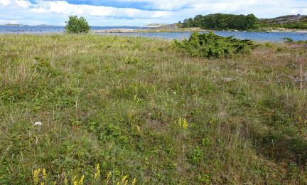 Matalakasvuinen niitty meren rannalla.