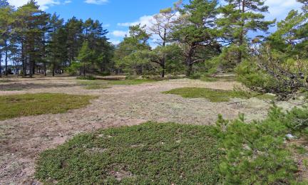 Taustalla mäntyjä, etualalla variksenmarjalaikkuja ja avoimempaa hiekkamaata.