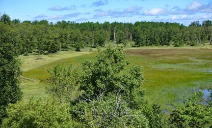 Näkymä rantametsän yli merenrantaniitylle, taustalla rantametsää.